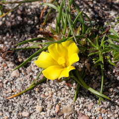 Moraea fugacissima