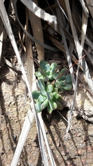 Echeveria amoena