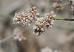 Eriogonum nummulare