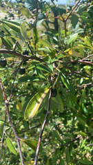 Sideroxylon lanuginosum