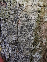 Lecidella elaeochroma