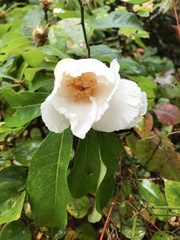 Franklinia