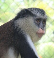 Cercopithecus mona