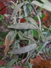 Erysiphe cruciferarum