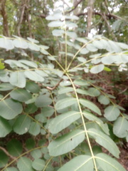 Comocladia macrophylla