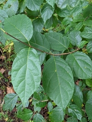 Calycanthus floridus