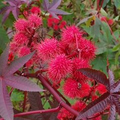 Ricinus