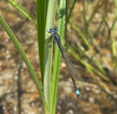Ischnura fountaineae