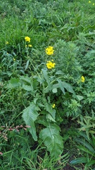Brassica rapa