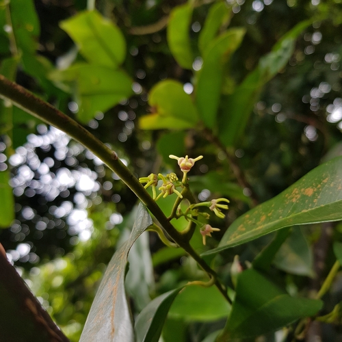 Image of Artabotrys suaveolens by (c) pbsg, some rights reserved (CC BY)