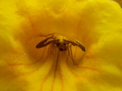 Diaphania hyalinata