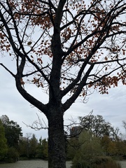 Amelanchier grandiflora