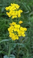 Brassica rapa