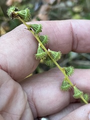 Agrimonia striata