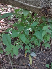Lonicera maackii