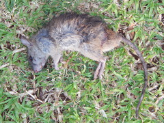 Rodentia