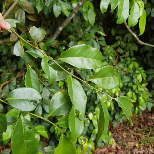 Image of Artabotrys suaveolens by (c) pbsg, some rights reserved (CC BY)