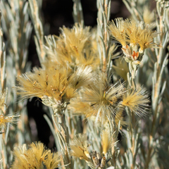 Tetradymia canescens