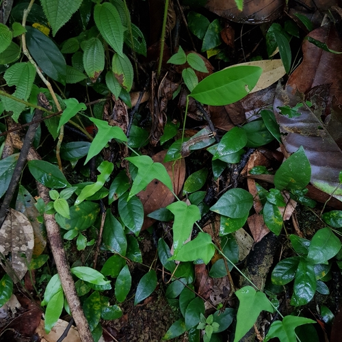 Adenia cordifolia