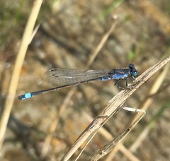 Ischnura fountaineae