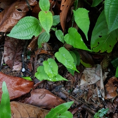 Adenia cordifolia