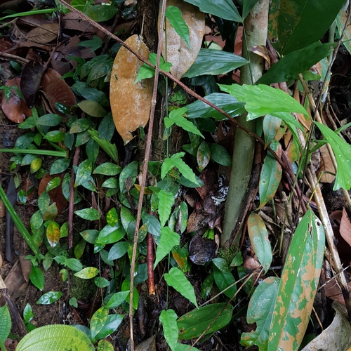 Adenia cordifolia