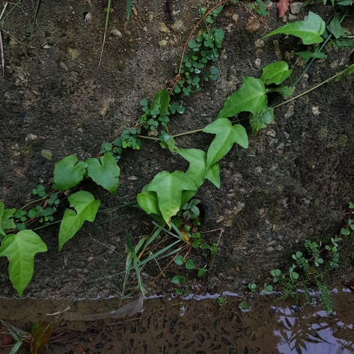 Adenia cordifolia