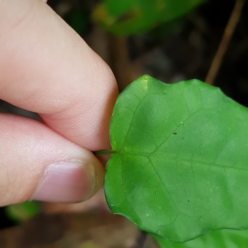 Adenia cordifolia