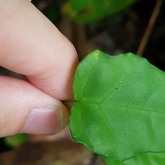 Adenia cordifolia