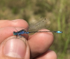 Ischnura fountaineae