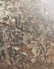 Lecidella elaeochroma