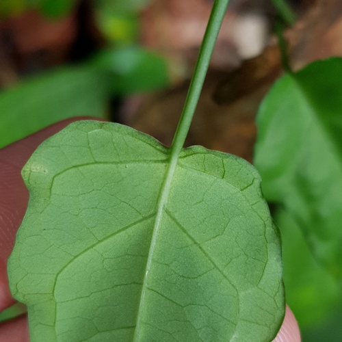 Adenia cordifolia