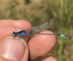 Ischnura fountaineae