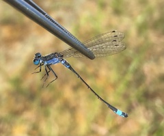 Ischnura fountaineae