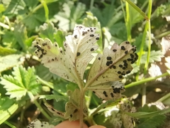 Phragmidium potentillae