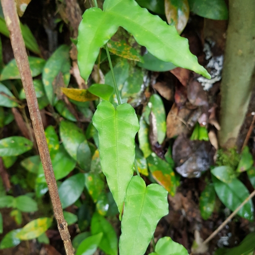 Adenia cordifolia