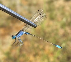 Ischnura fountaineae