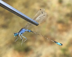 Ischnura fountaineae