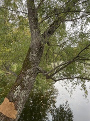 Salix × sepulcralis