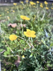 Ranunculus sardous