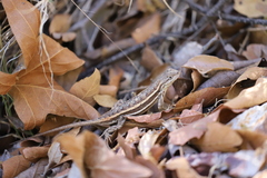 Sceloporus virgatus