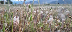 Lachenalia contaminata