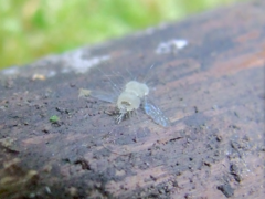 Entomophthorales