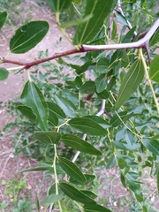 Ziziphus
