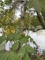 Aralia spinosa