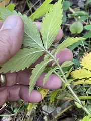 Agrimonia striata