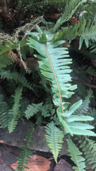 Nephrolepis cordifolia