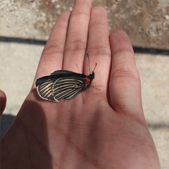 Chlosyne ehrenbergii
