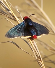 Pyrrhopyge charybdis