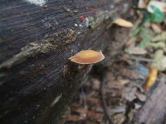 Simocybe sumptuosa